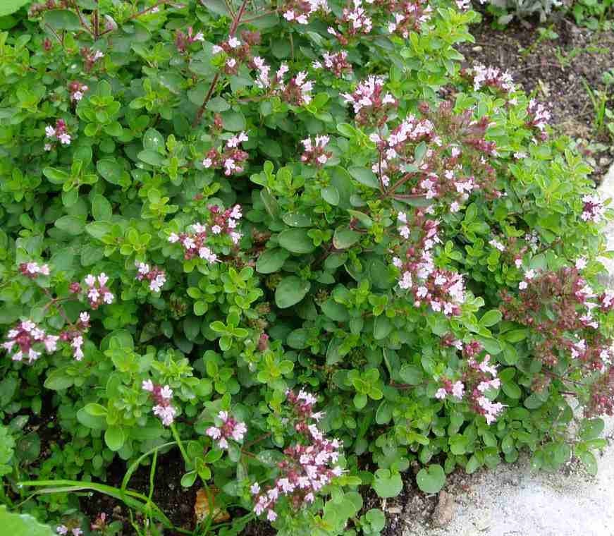 Origanum vulgare 'Compactum' / Tömött oregánó