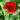 papaver-goliath