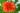 papaver-orientale-Eye-Catcher