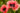 papaver-orientale-Turkenlouis