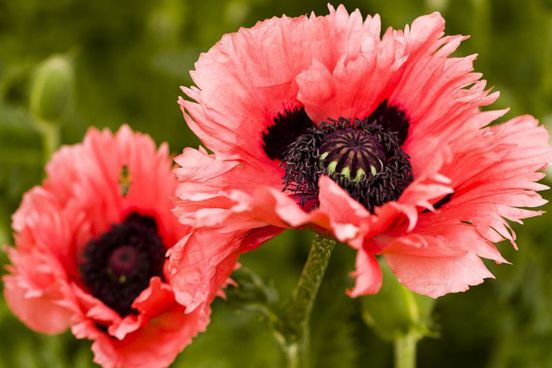 Papaver orientale 'Turkenlouis' / Díszpipacs