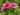 papaver-pink