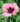papaver-raspberry-queen