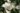 philadelphus_silberregen_jezsamen