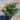 rosa-liss1