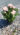 rosa-piia1