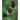 rudbeckia_occidentalis_green_wizard_nyugati_kupvirag