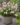 scabiosa-kudo-pink-ordogszem