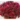 sedum_spurium_spot_on_deep_red-varjuhaj