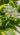 solanum-dulcamara-variegatum1