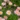 tanacetum-robinson-rose_margareta