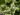 thymus_praecox_albus_korai_terulo_kaukkfu