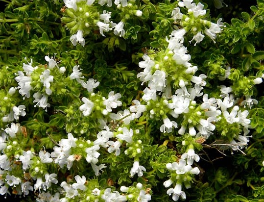 Thymus praecox ’Albus’ / Korai kakukkfű