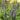 veronica-ulster-dwarf-blue