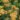 Achillea_Inca_Gold_cickafark