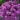 Allium-millenium