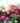 Kirschmarille_sunrosso_kajszibarack