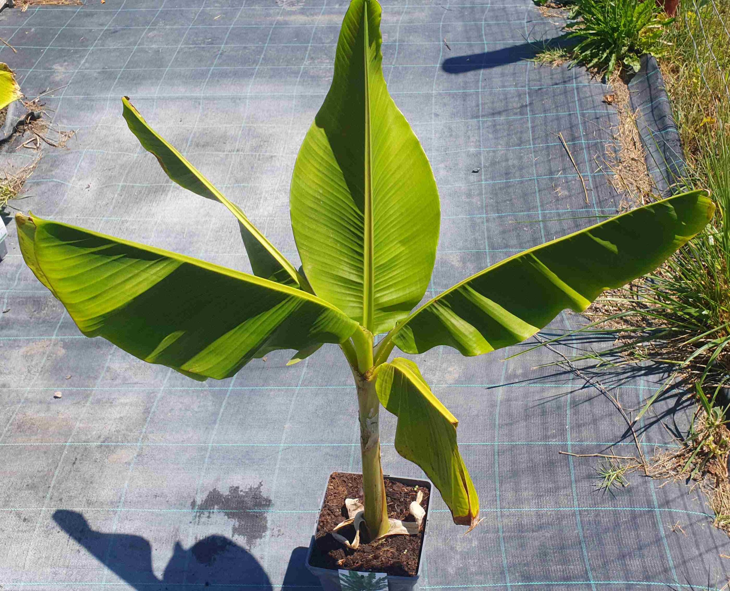 Musa sikkimensis ’Manipur Massive’ / Fagytűrő Manipur banán