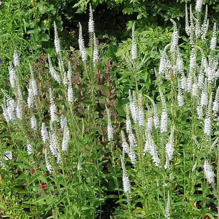 Veronica longifolia 'Schneeriesin' / Hosszúlevelű veronika (fehér)