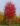 acer_freemanii_aumun_blaze_oszi_tuzjuhar