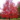 acer_freemanii_aumun_fantasy_voros_juhar
