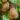 actinidia_boskoop
