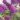 buddleia_davidii_free_petit_tutti_frutti_nyariorgona