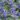 caryopteris_clandonensis_sterling_silver_kekszakall