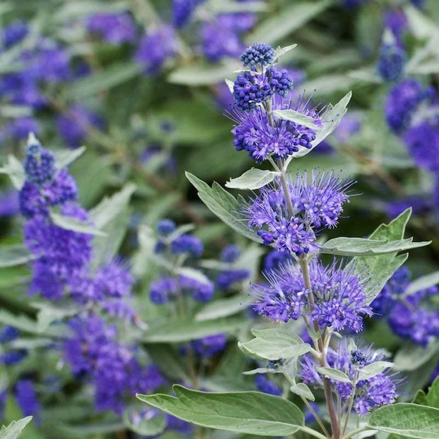 Caryopteris clandonensis ’Sterling Silver’ / Kékszakáll
