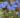 ceratostigma_griffithii_olomvirag