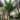 ensete Ventricosum-banan