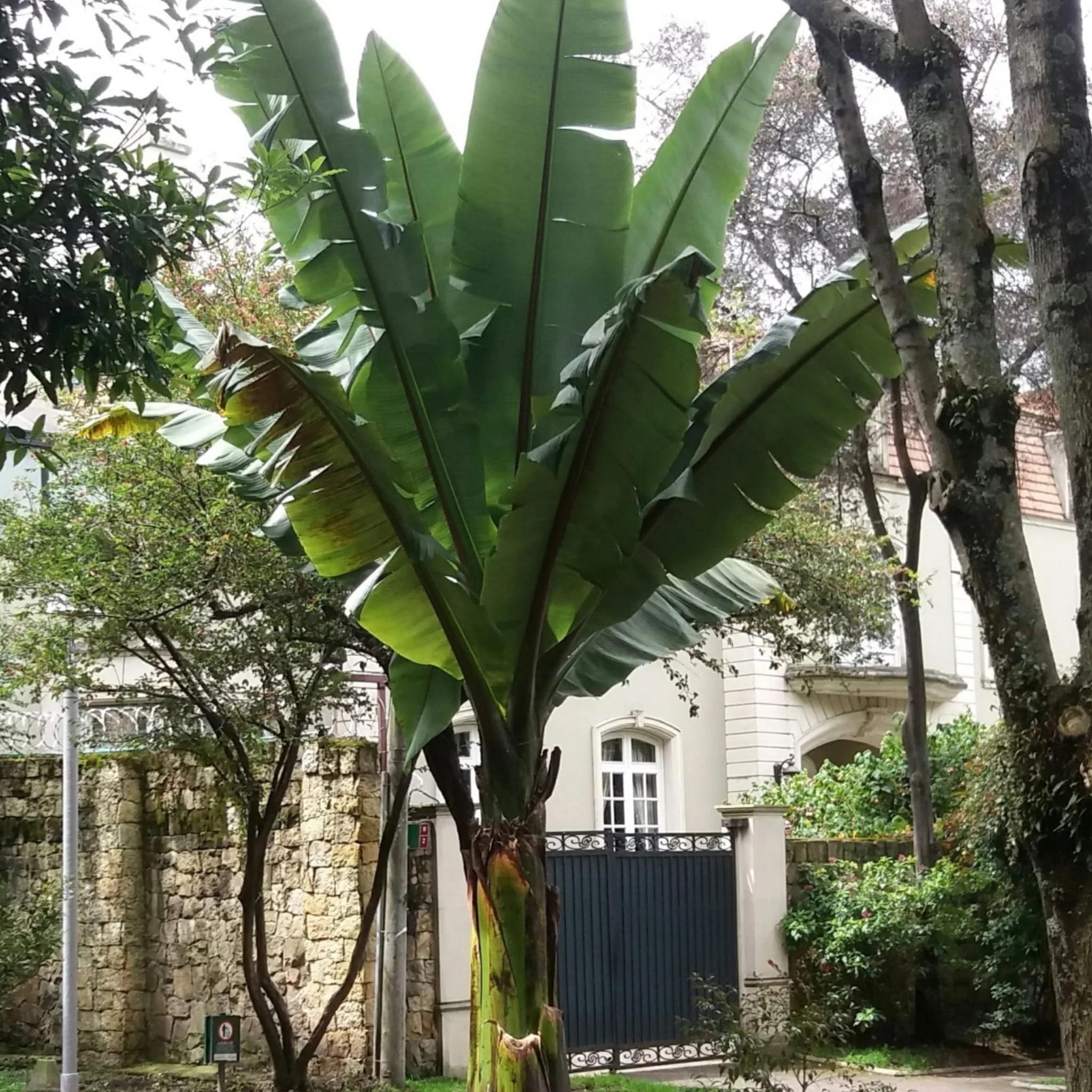 Ensete ventricosum / Etióp banán