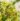 euonymus_japonicus_aureopictus_japan_kecskerago