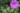 geranium_sangiuneum_golyaorr
