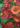 helenium_ruby_charm_napfenyvirag