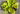 hosta-banana kid