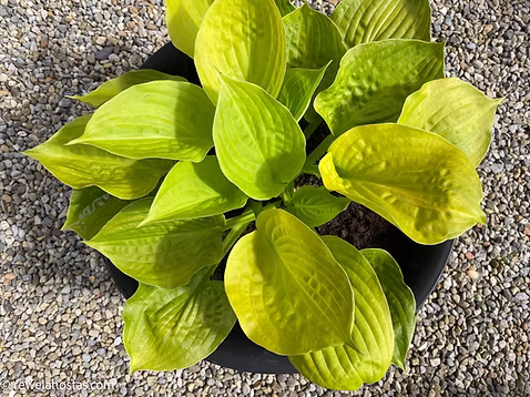 Hosta 'Banana Kid' / Árnyékliliom