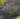 lavandula_ardeche_blue_levendula