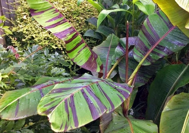 Musa sikkimensis ’Red Tiger’ / Csíkos levelű banán