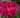 paeonia-Louis-van-Houttte_baszarozsa