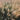 pennisetum_orientale