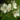 philadelphus_belle_etoile_jezsamen