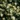 potentilla_fruticosa_tilford_cream_cserjes_pimpo