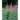 veronicastrum_virginicum_fascination_virginiai_veronika