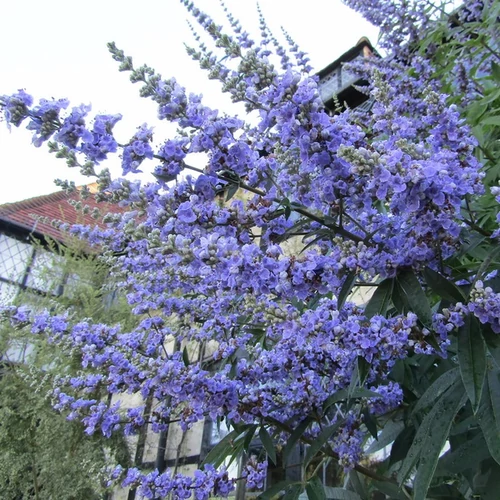 Vitex agnus-castus 'Latifolia' / Barátcserje
