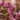 weigela_florida_monet_torpe_rozsalonc
