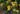 Mahonia_aquifolium_Apollo