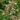 abelia_grandiflora_semperflorens_tarnicslonc.jpg