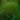 festuca_gautieri_scoparia_medveszorcsenkesz