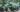 juniperus_virginiana_grey_owl
